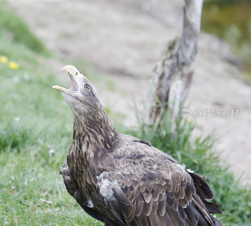 白尾鹰(Haliaeetus albicilla)的叫声